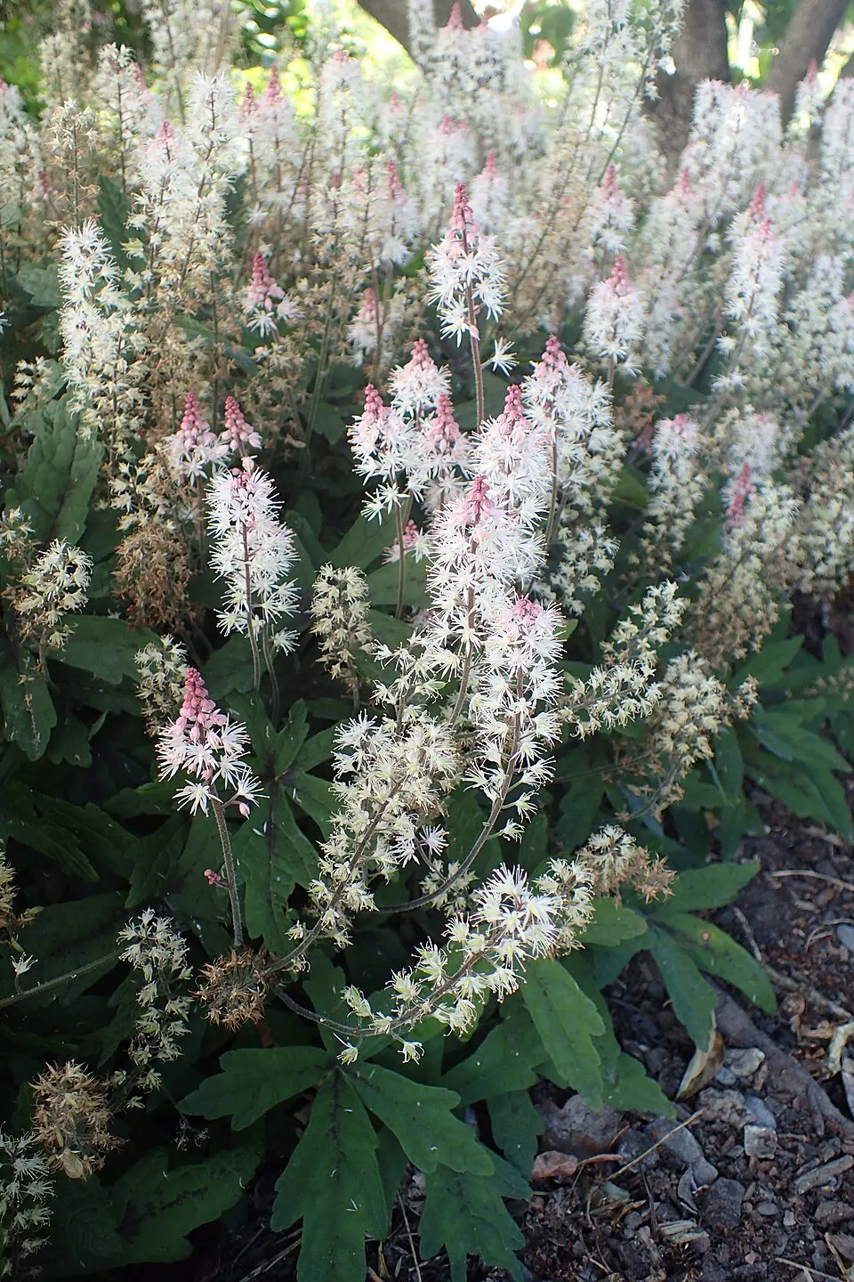 Turbántok / Tiarella 'Spring Symphony'®