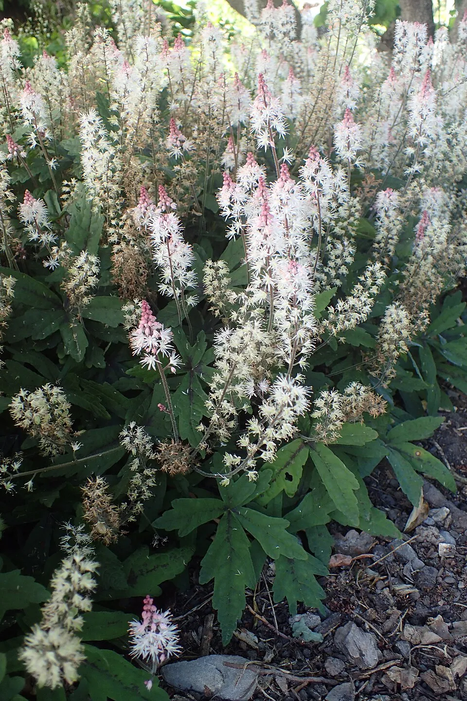 Turbántok / Tiarella 'Spring Symphony'®