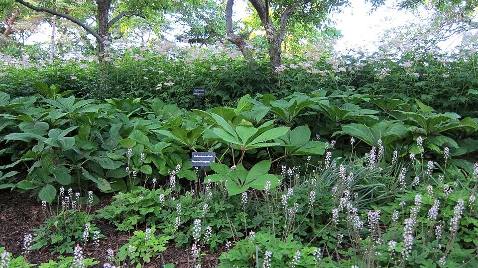 Turbántok / Tiarella 'Spring Symphony'®