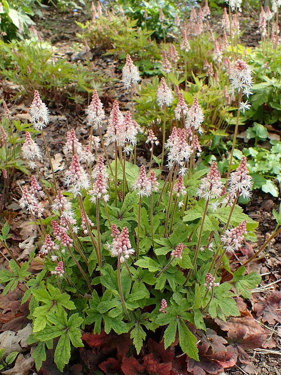 Turbántok / Tiarella 'Spring Symphony'®