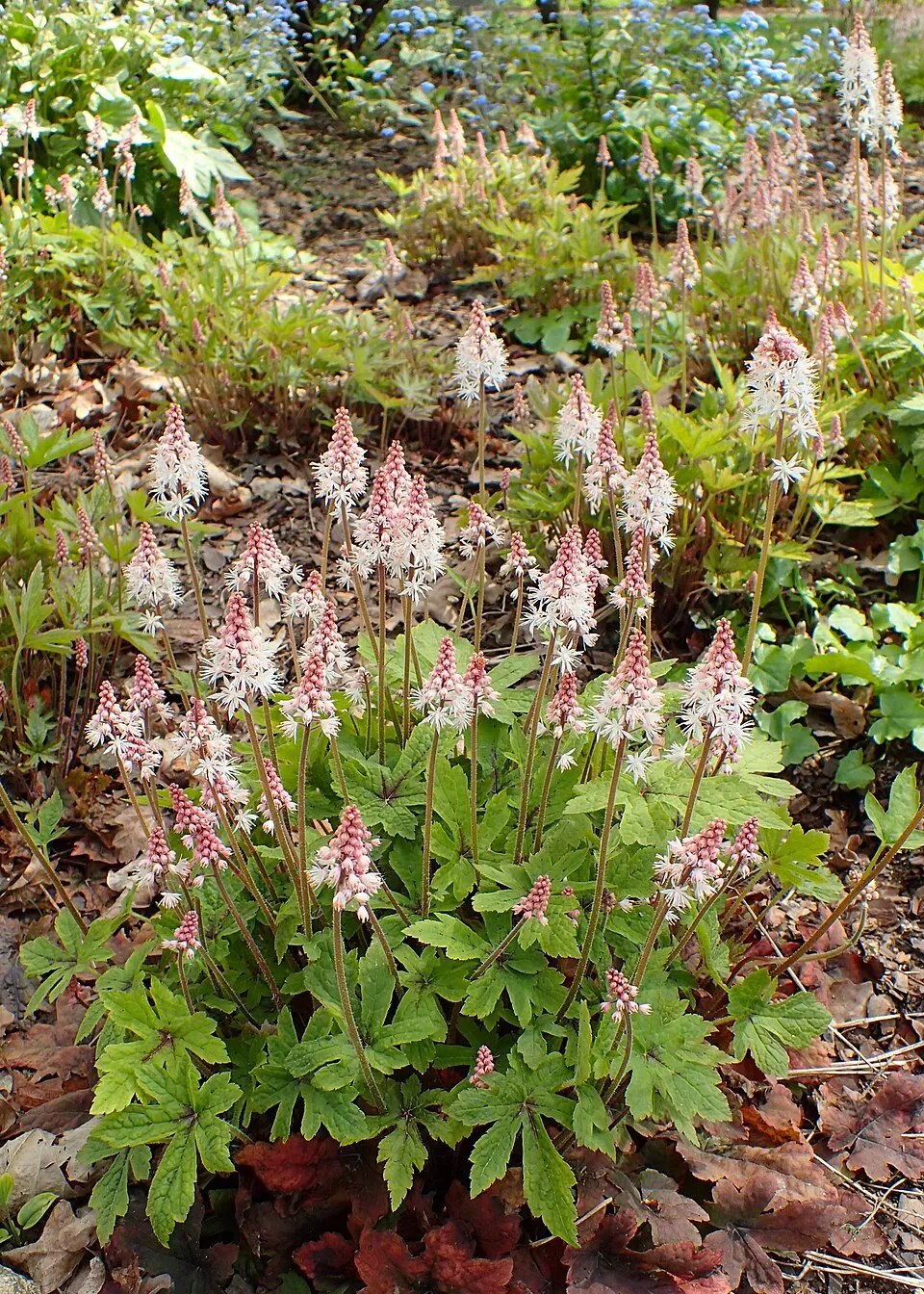 Turbántok / Tiarella 'Spring Symphony'®