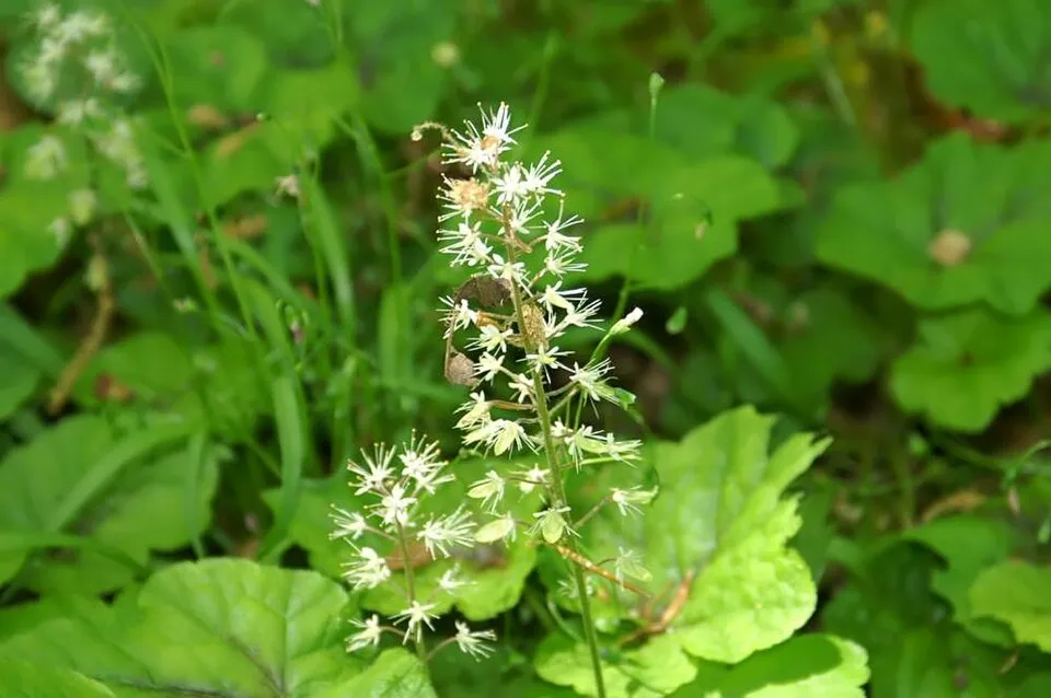 Szívlevelű turbántok / Tiarella cordifolia 'Pink Skyrocket®'
