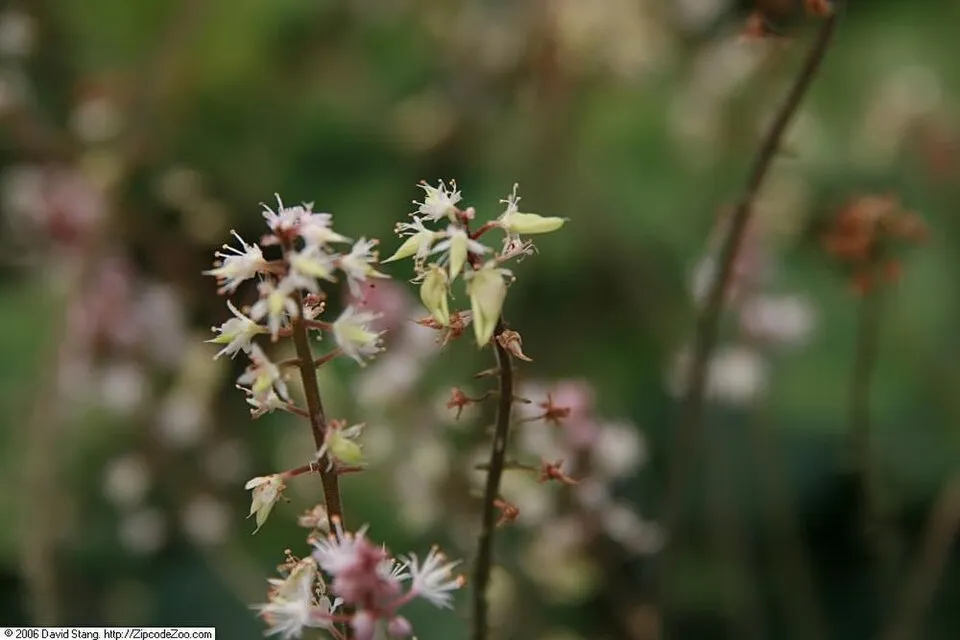 Szívlevelű turbántok / Tiarella cordifolia 'Pink Skyrocket®'