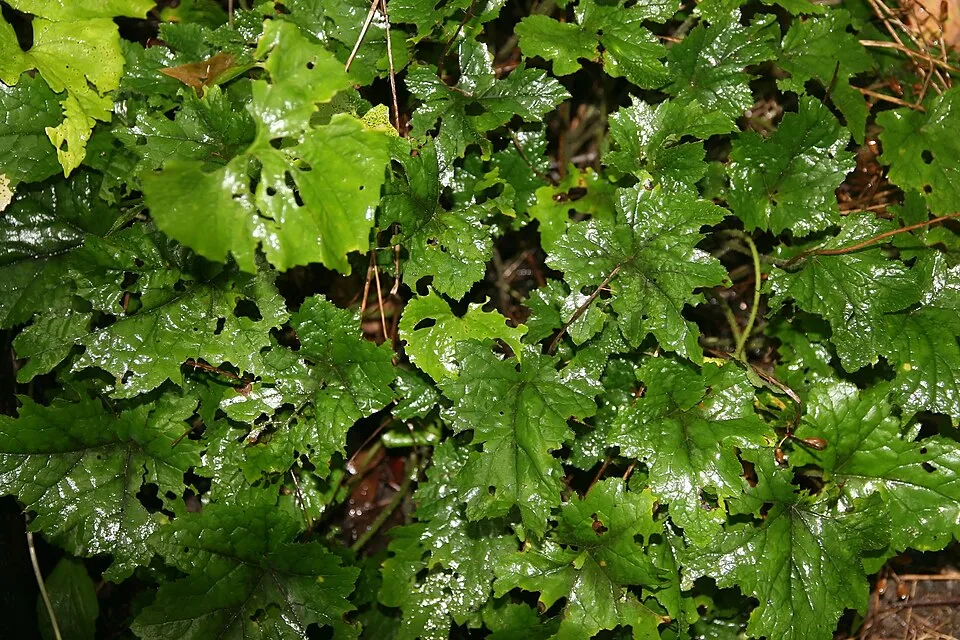 Szívlevelű turbántok / Tiarella cordifolia 'Pink Skyrocket®'