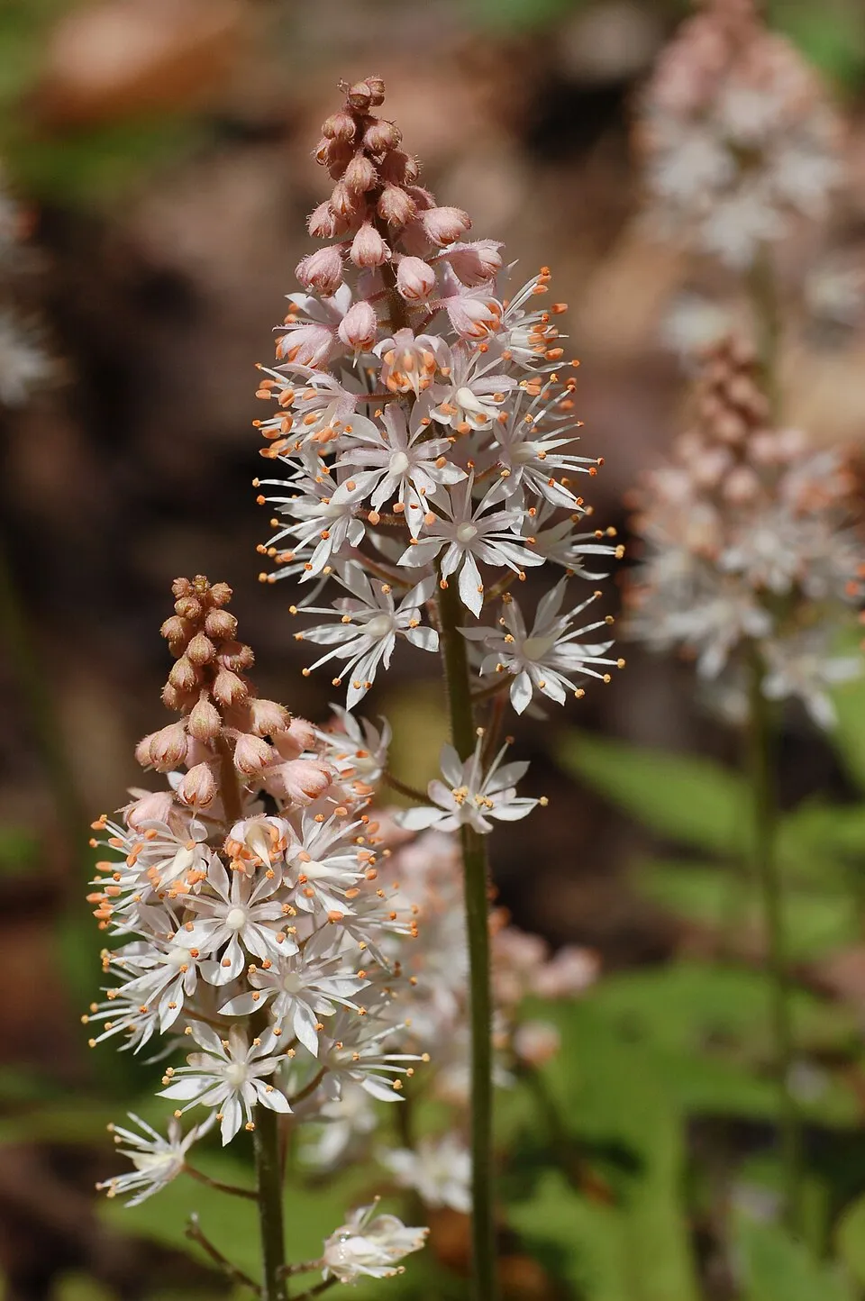 Szívlevelű turbántok / Tiarella cordifolia 'Pink Skyrocket®'
