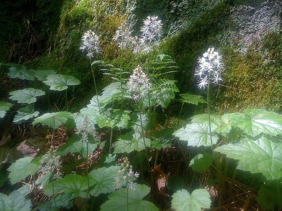 Szívlevelű turbántok / Tiarella cordifolia 'Pink Skyrocket®'