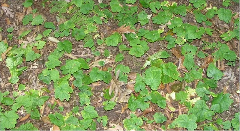 Szívlevelű turbántok / Tiarella cordifolia 'Pink Skyrocket®'