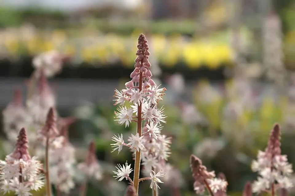Szívlevelű turbántok / Tiarella cordifolia 'Pink Skyrocket®'