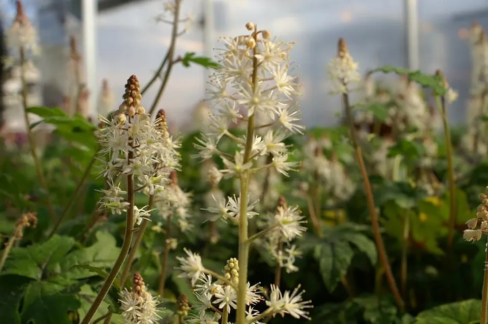 Szívlevelű turbántok / Tiarella cordifolia 'Pink Skyrocket®'