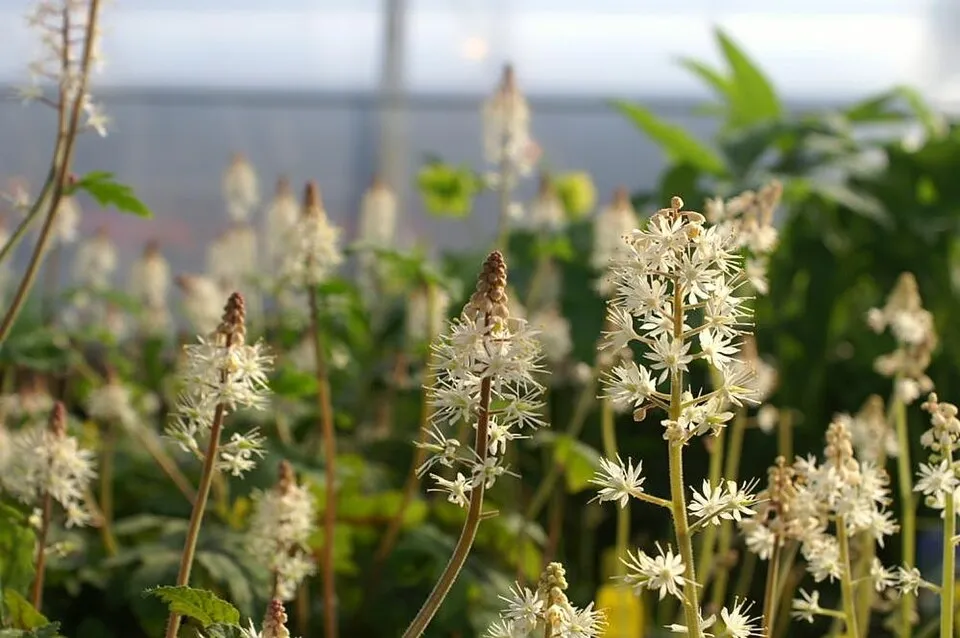 Szívlevelű turbántok / Tiarella cordifolia 'Pink Skyrocket®'