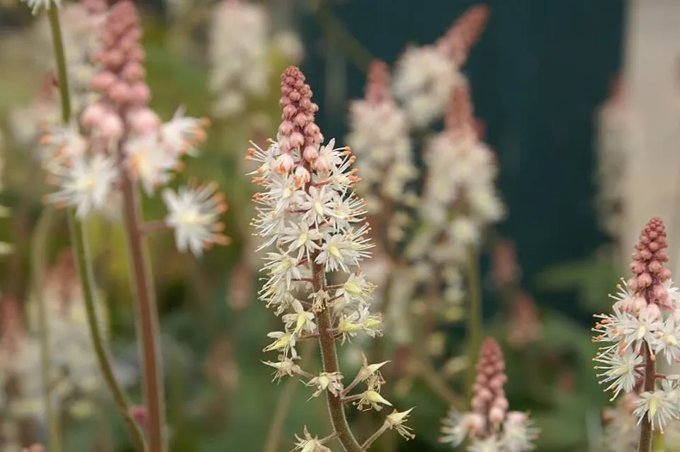 Szívlevelű turbántok / Tiarella cordifolia 'Pink Skyrocket®'