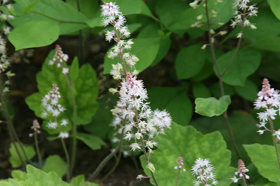 Karéjos turbántok / Tiarella wherryi