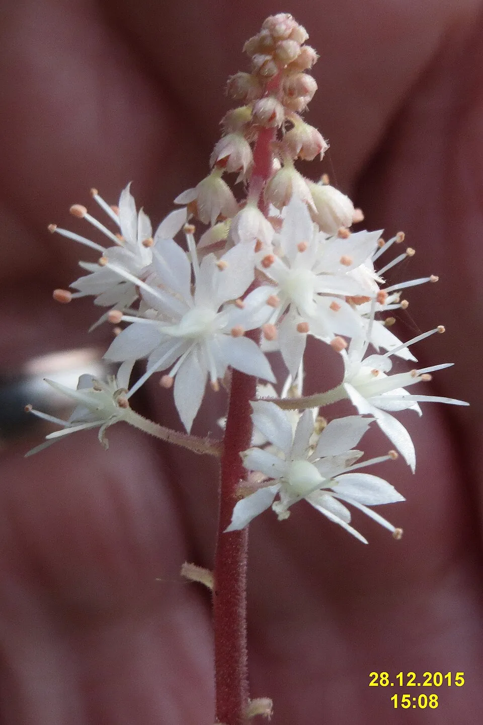 Karéjos turbántok / Tiarella wherryi