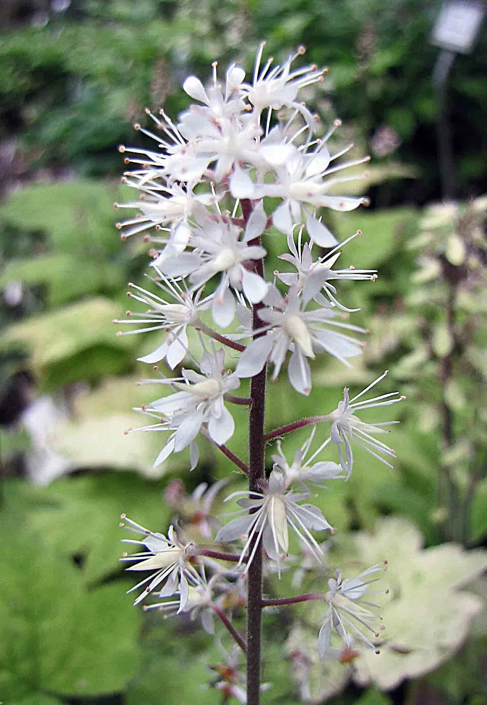 Karéjos turbántok / Tiarella wherryi