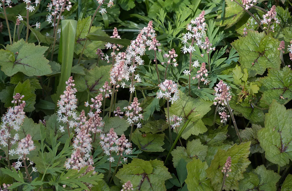 Karéjos turbántok / Tiarella wherryi