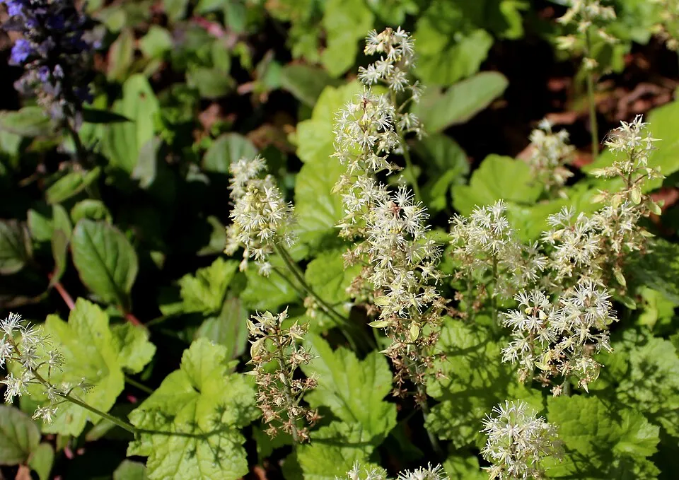 Karéjos turbántok / Tiarella wherryi