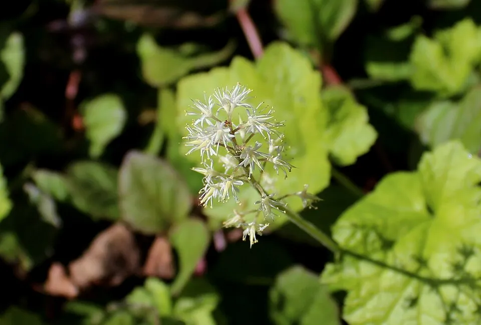 Karéjos turbántok / Tiarella wherryi