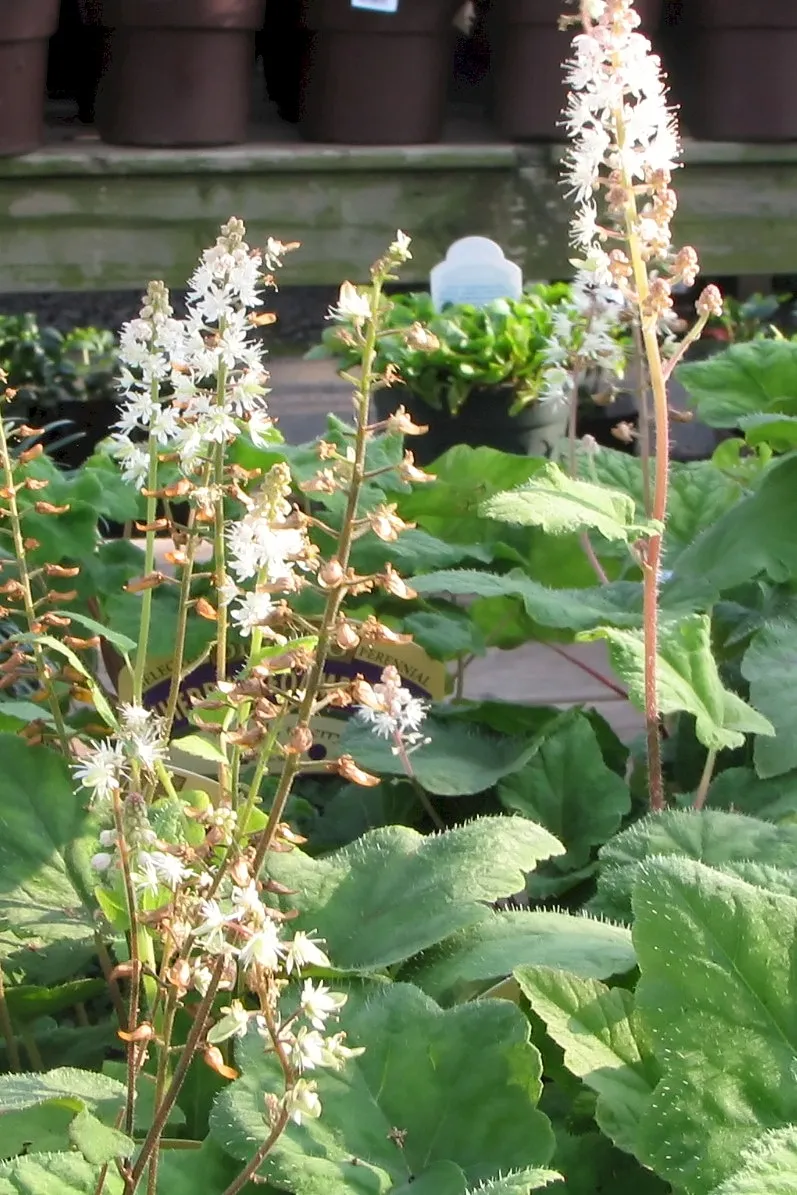Karéjos turbántok / Tiarella wherryi