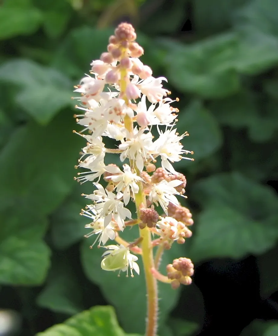 Karéjos turbántok / Tiarella wherryi