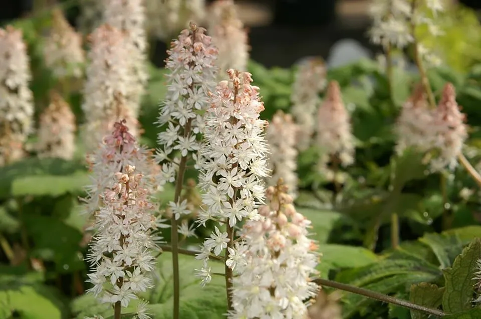 Karéjos turbántok / Tiarella wherryi