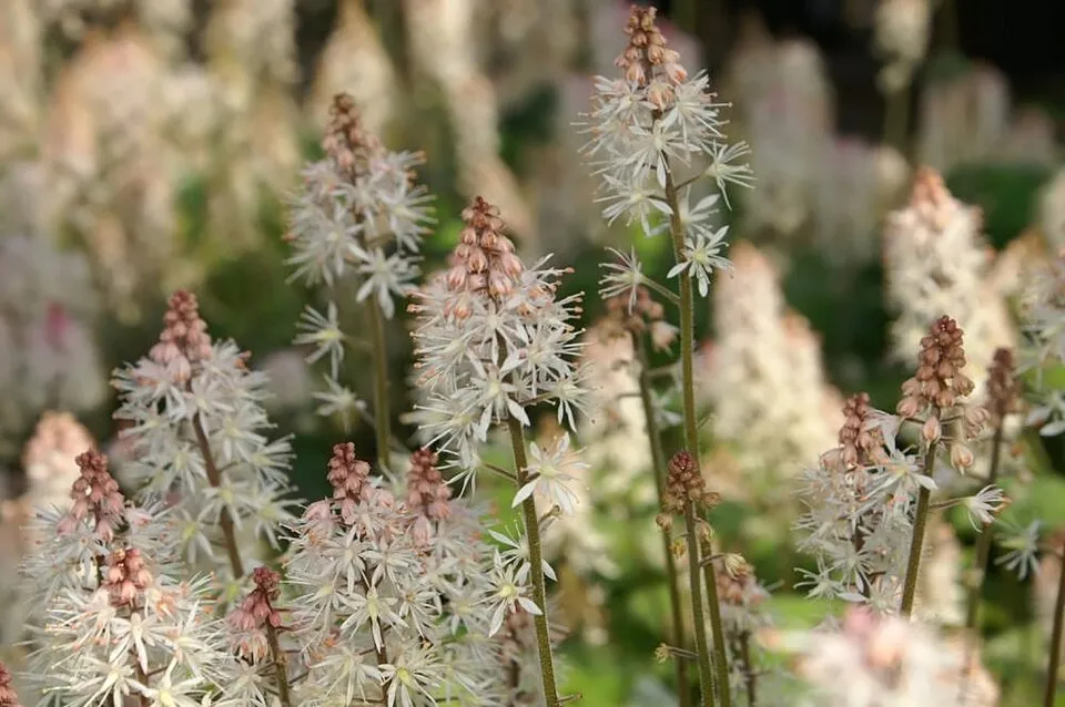 Karéjos turbántok / Tiarella wherryi
