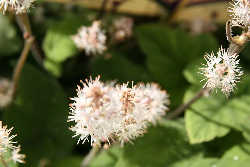 Karéjos turbántok / Tiarella wherryi