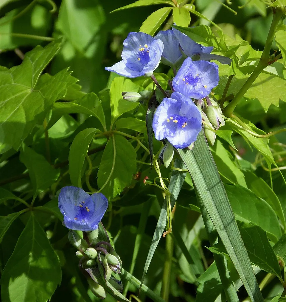 Pletyka / Tradescantia virginiana 'JS Brainstorm'