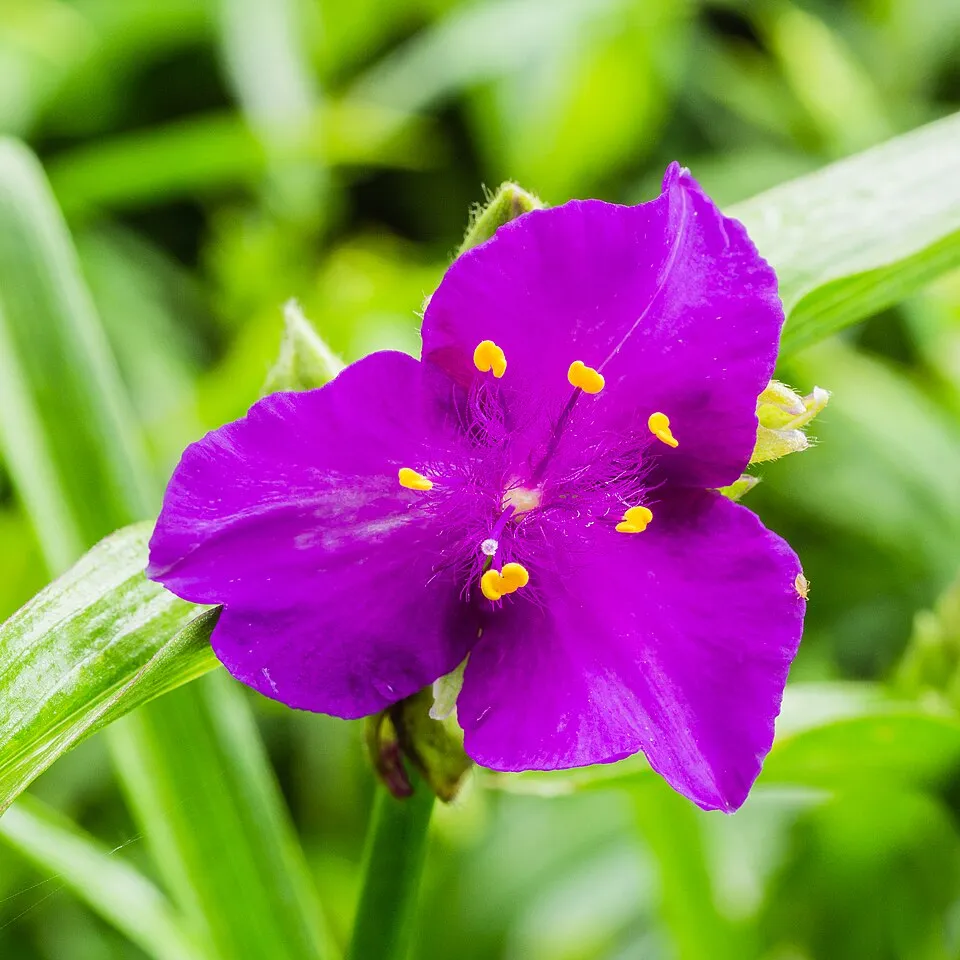 Pletyka / Tradescantia virginiana 'JS Brainstorm'