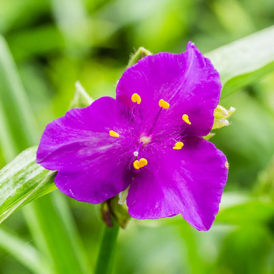 Pletyka / Tradescantia virginiana 'JS Brainstorm'