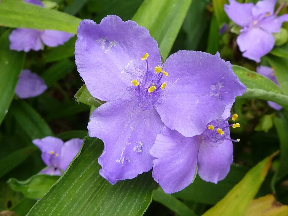 Pletyka / Tradescantia virginiana 'JS Brainstorm'