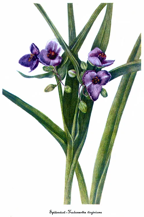 Pletyka / Tradescantia virginiana 'JS Brainstorm'