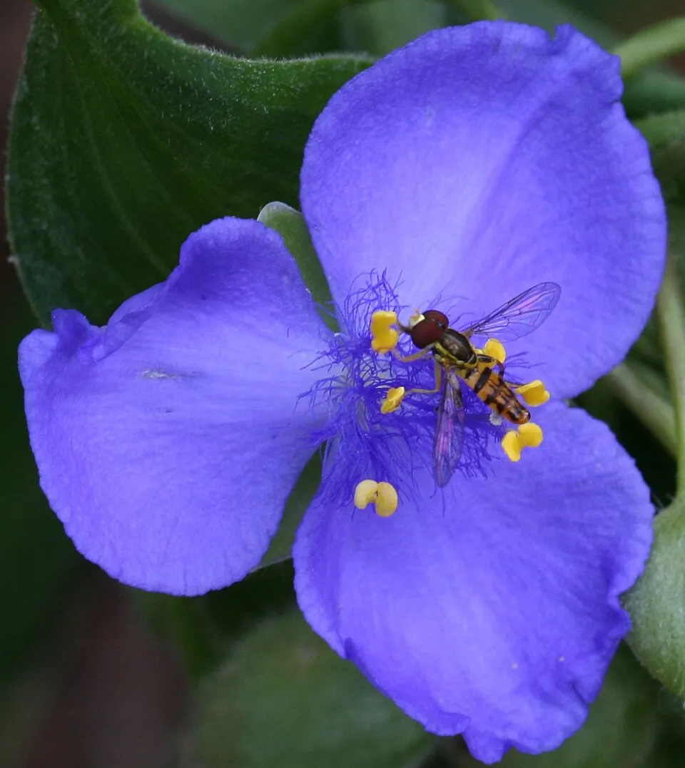 Pletyka / Tradescantia virginiana 'JS Brainstorm'