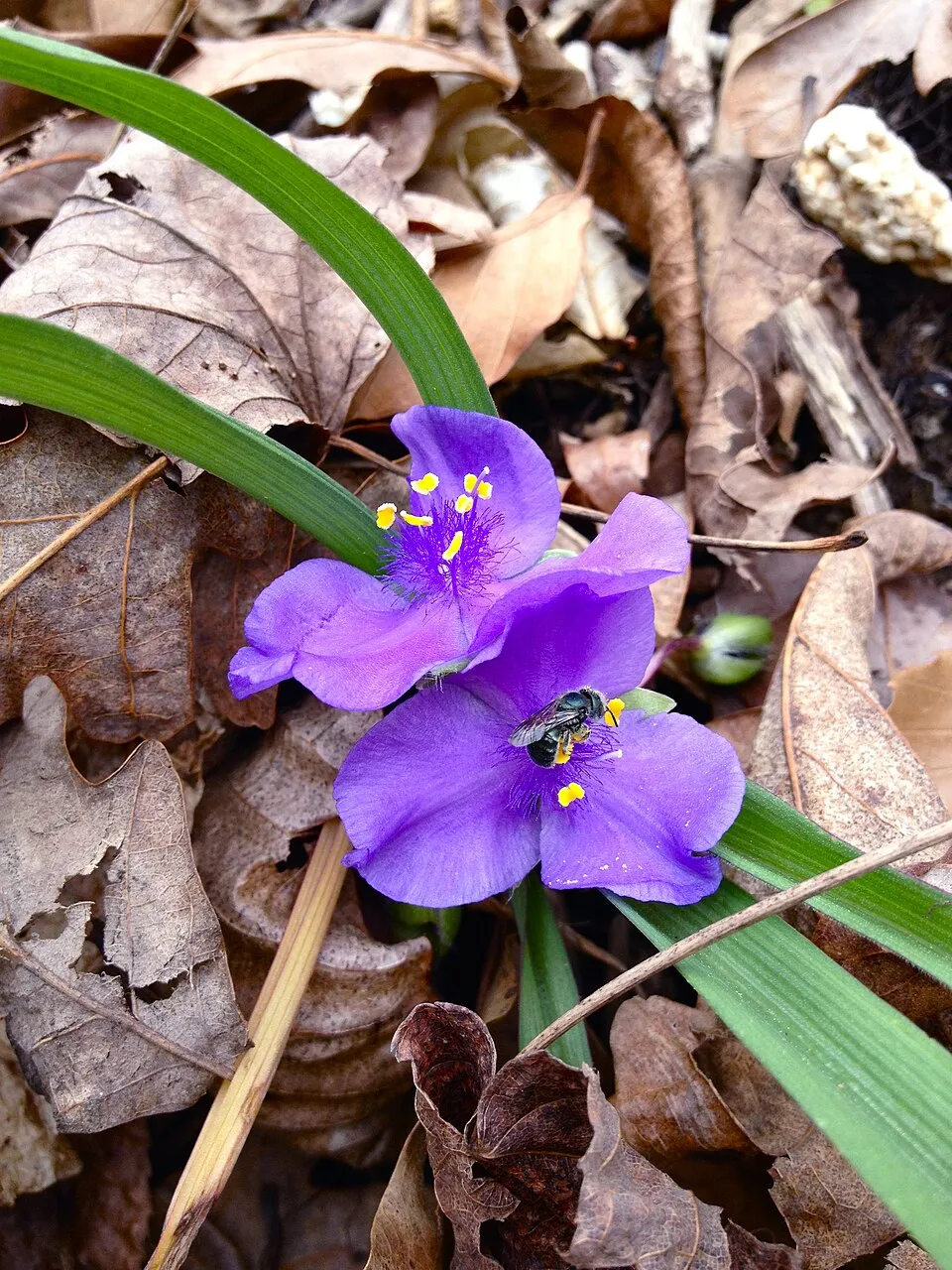 Pletyka / Tradescantia virginiana 'JS Brainstorm'