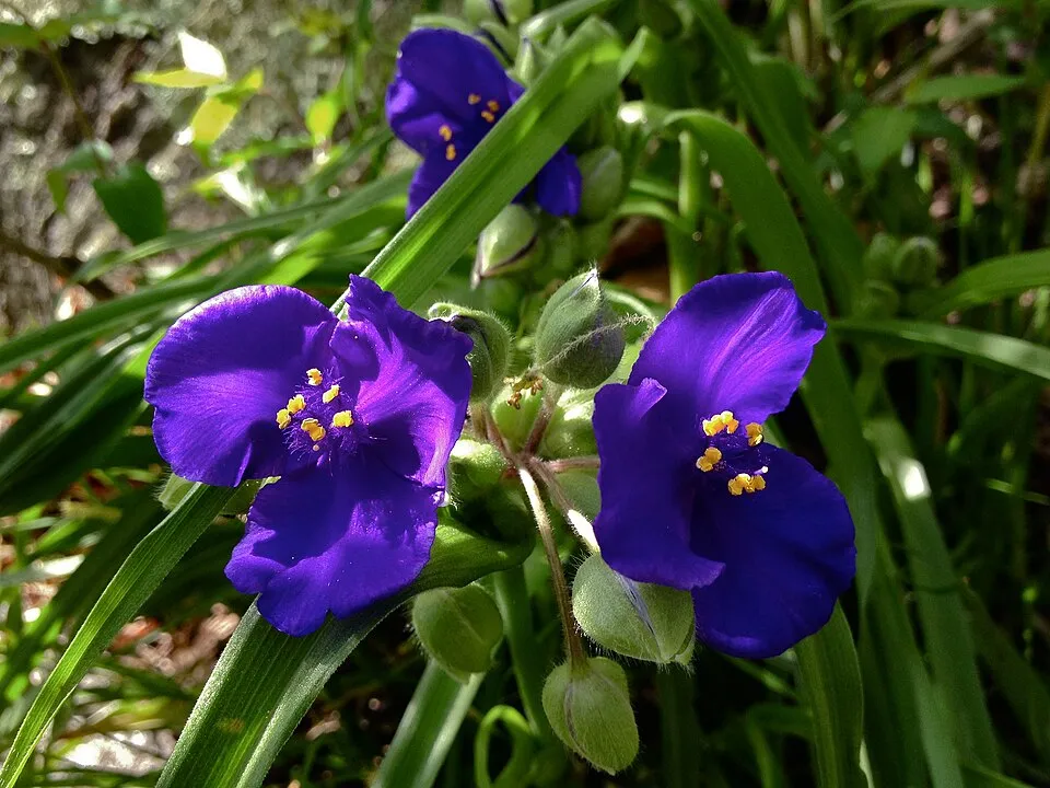 Pletyka / Tradescantia virginiana 'JS Brainstorm'