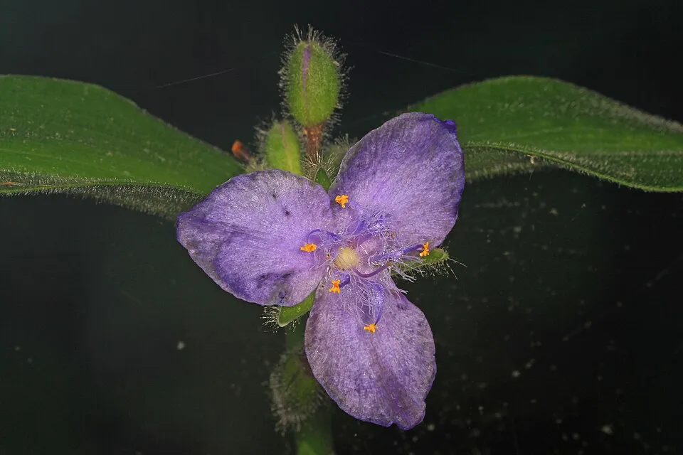 Pletyka / Tradescantia virginiana 'JS Brainstorm'