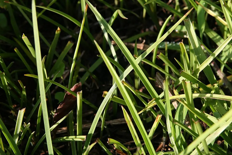 Pletyka / Tradescantia virginiana 'JS Brainstorm'