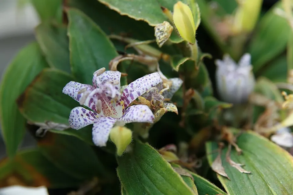 Borzas púpliliom / Tricyrtis hirta