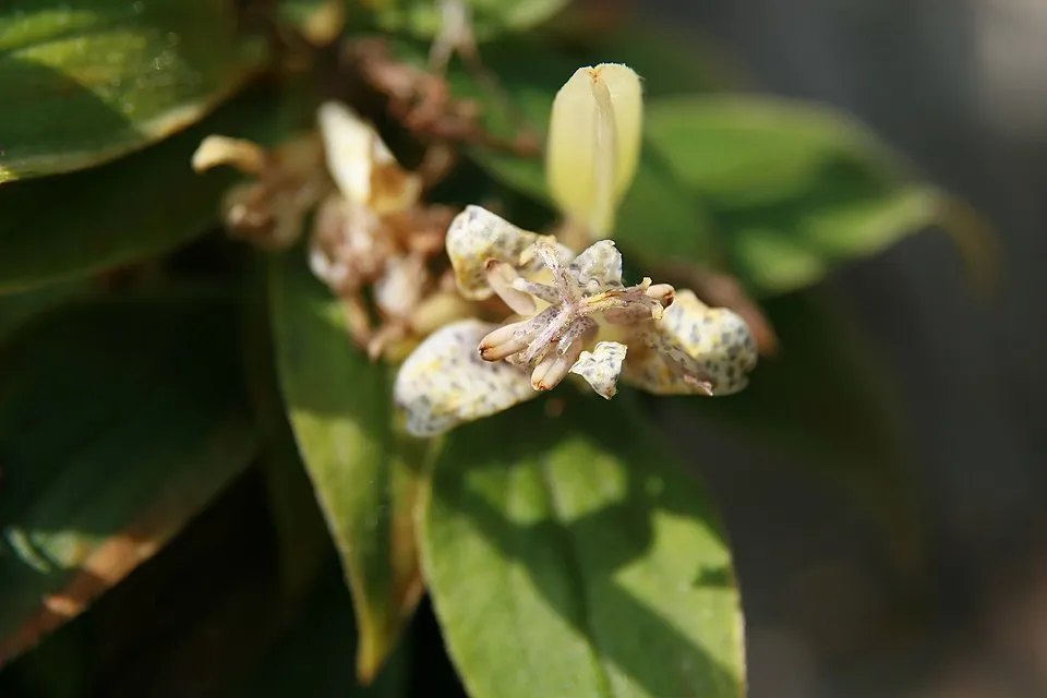 Borzas púpliliom / Tricyrtis hirta