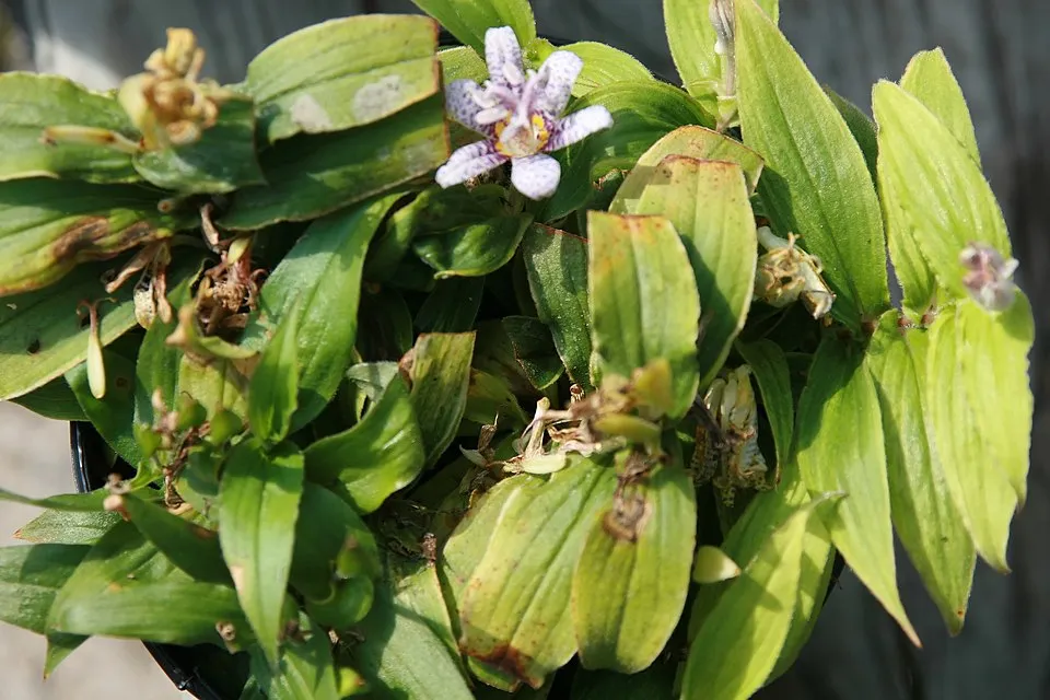 Borzas púpliliom / Tricyrtis hirta