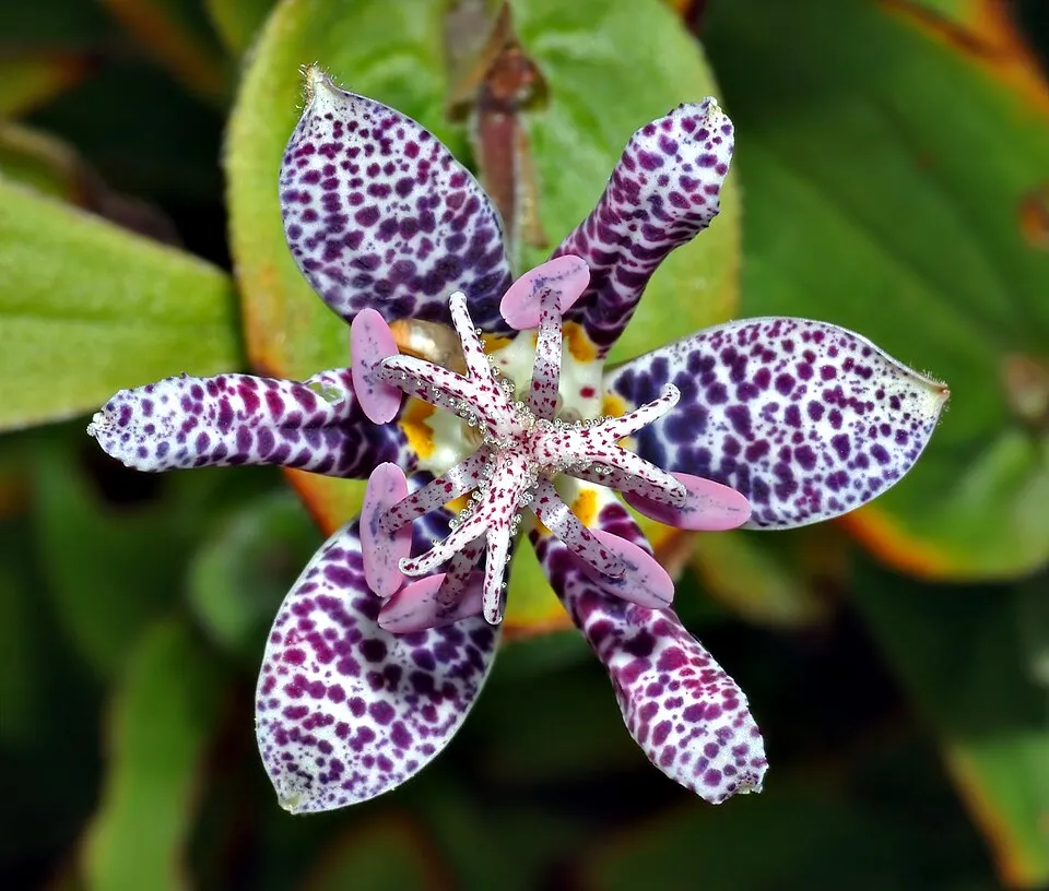 Borzas púpliliom / Tricyrtis hirta