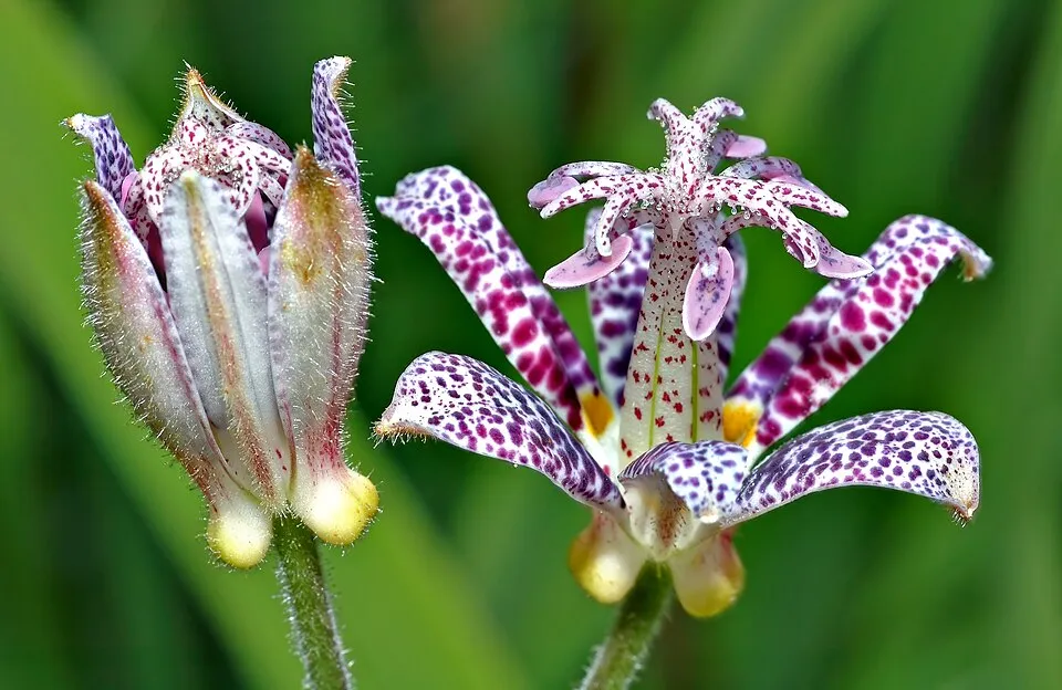 Borzas púpliliom / Tricyrtis hirta