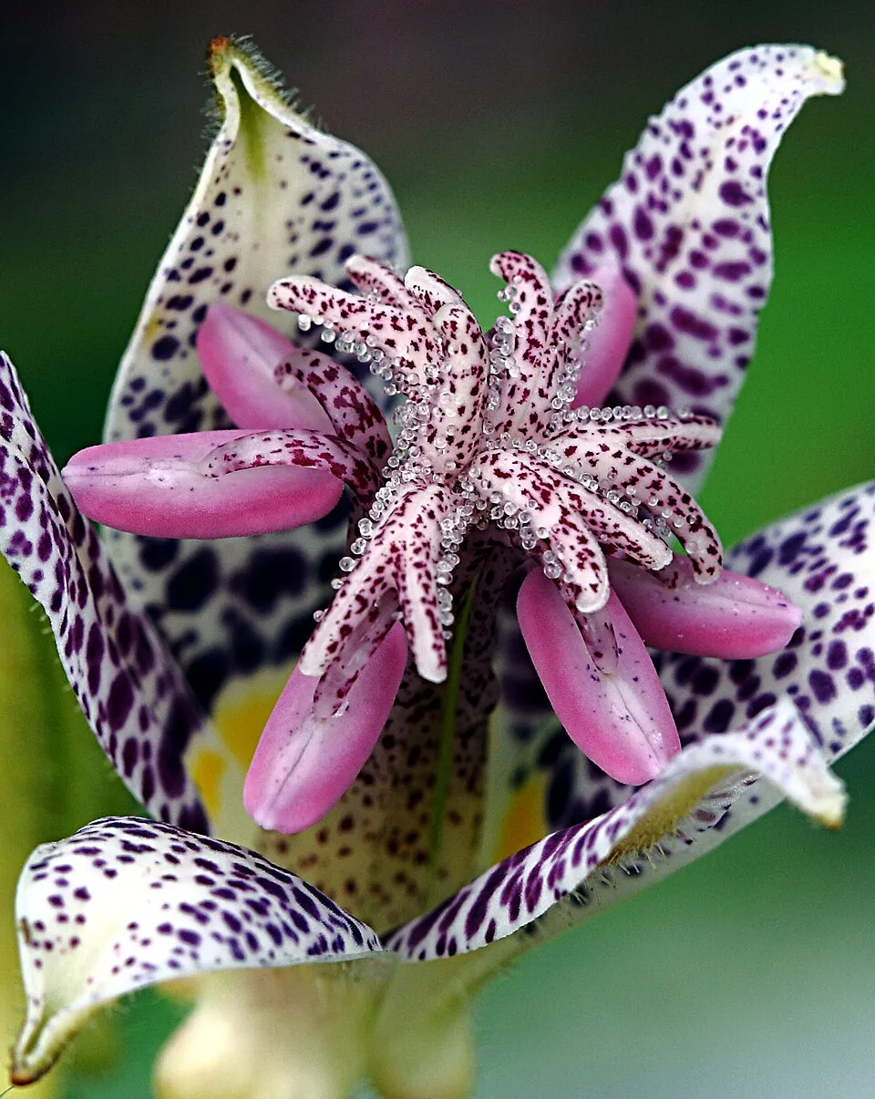 Borzas púpliliom / Tricyrtis hirta