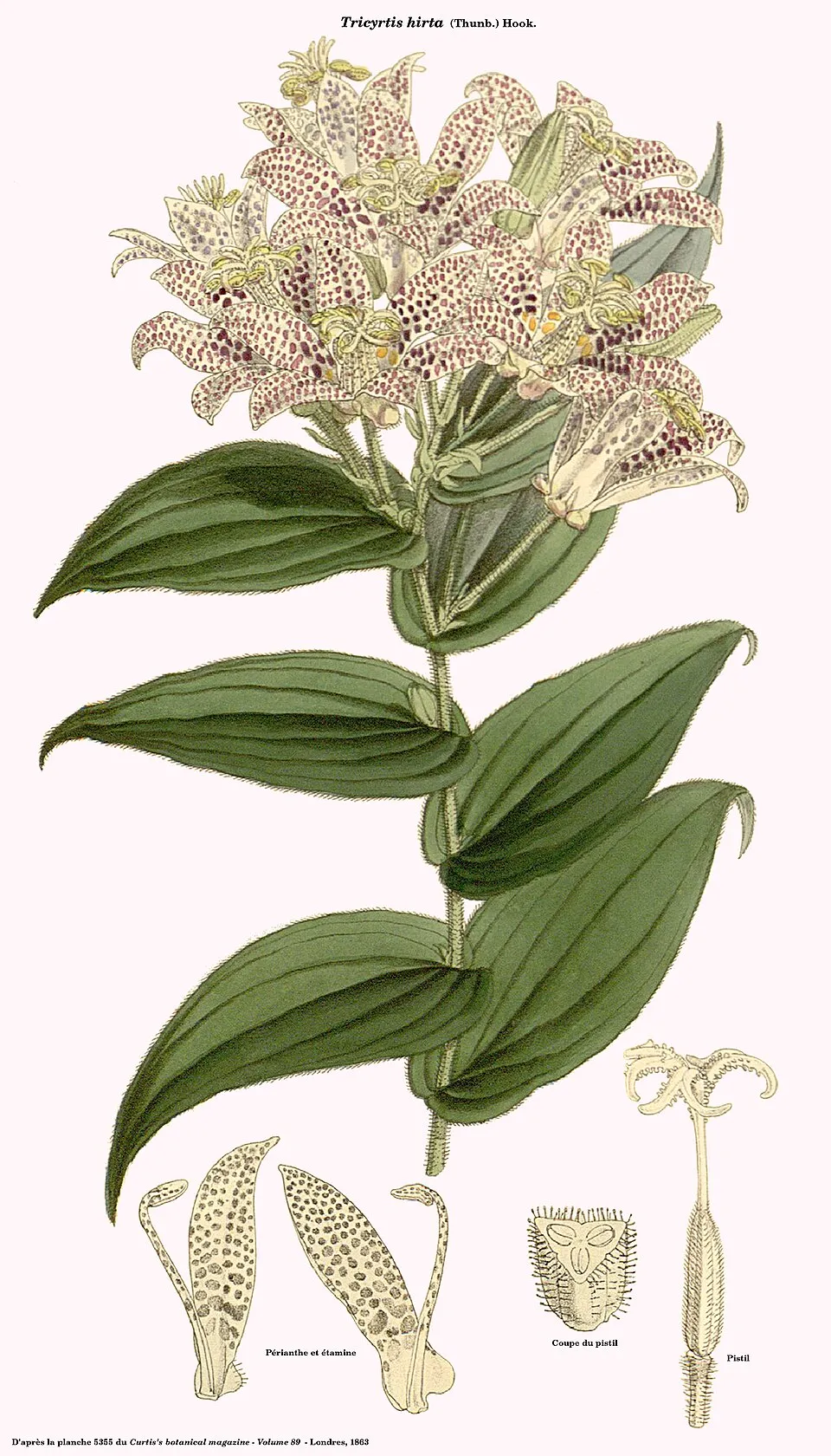 Borzas púpliliom / Tricyrtis hirta