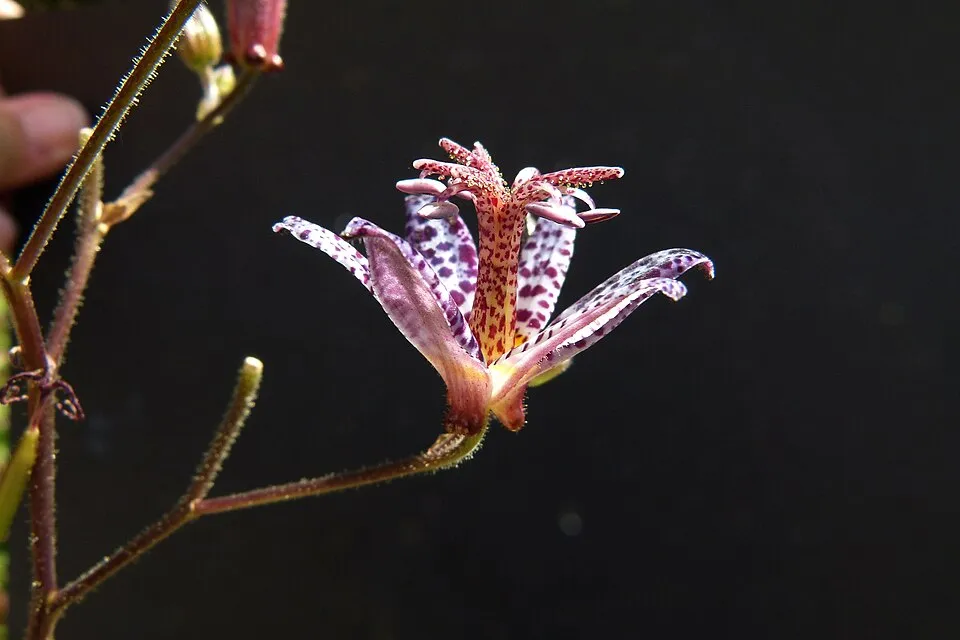 Borzas púpliliom / Tricyrtis hirta