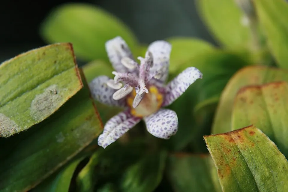 Borzas púpliliom / Tricyrtis hirta