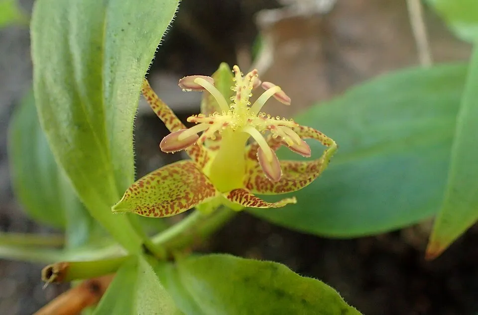 Púpliliom / Tricyrtis latifolia