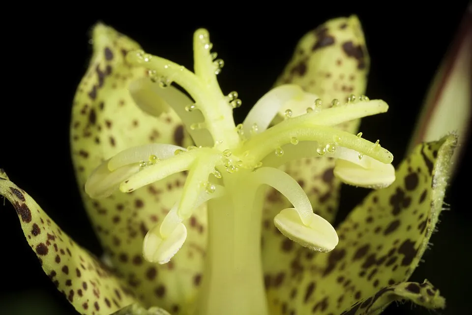 Púpliliom / Tricyrtis latifolia