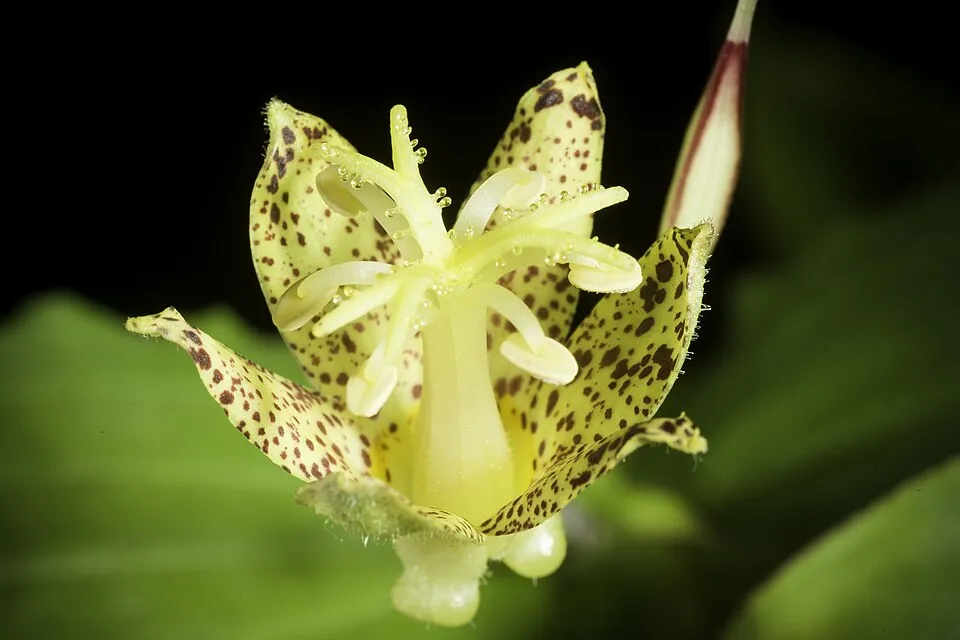 Púpliliom / Tricyrtis latifolia