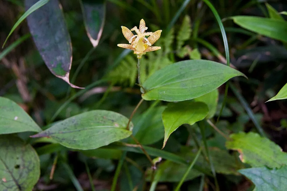 Púpliliom / Tricyrtis latifolia