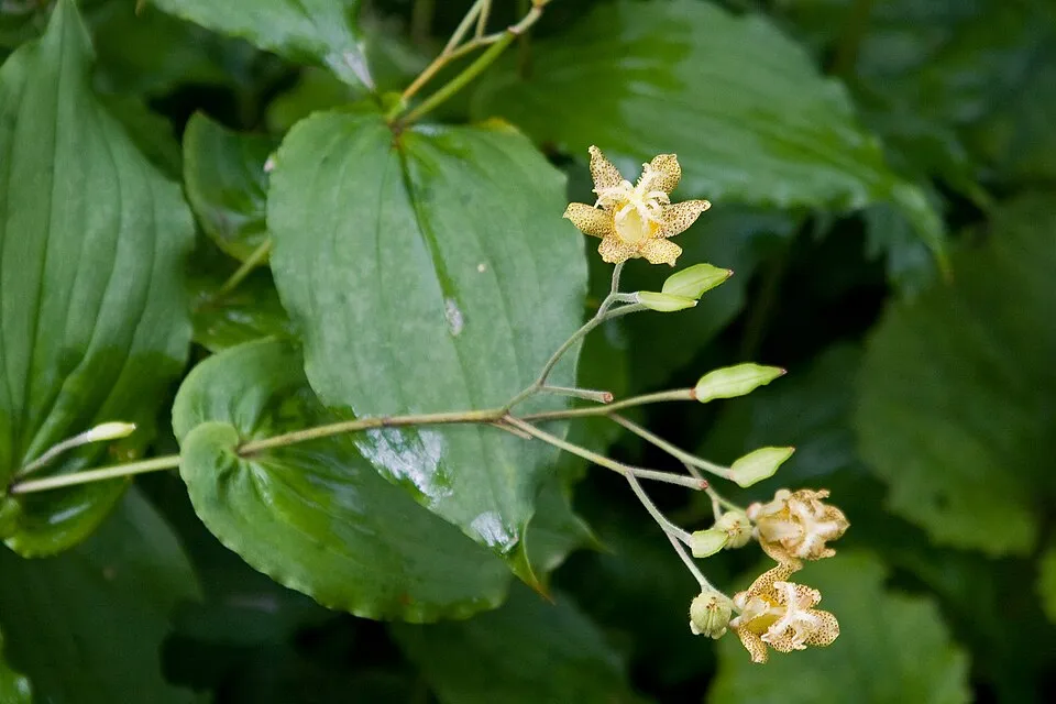 Púpliliom / Tricyrtis latifolia